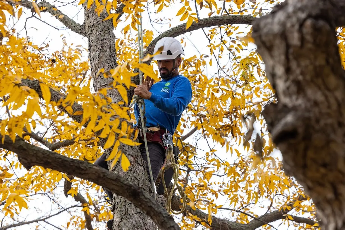 Skilled Tree Transplanting crew working in Ames